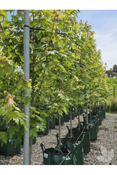 Клен фрімані Джефферсред